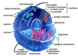 Cell Diagram